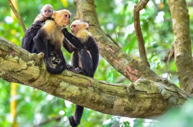 Billet Manuel Antonio : excursion en bateau dans les mangroves de Quepos