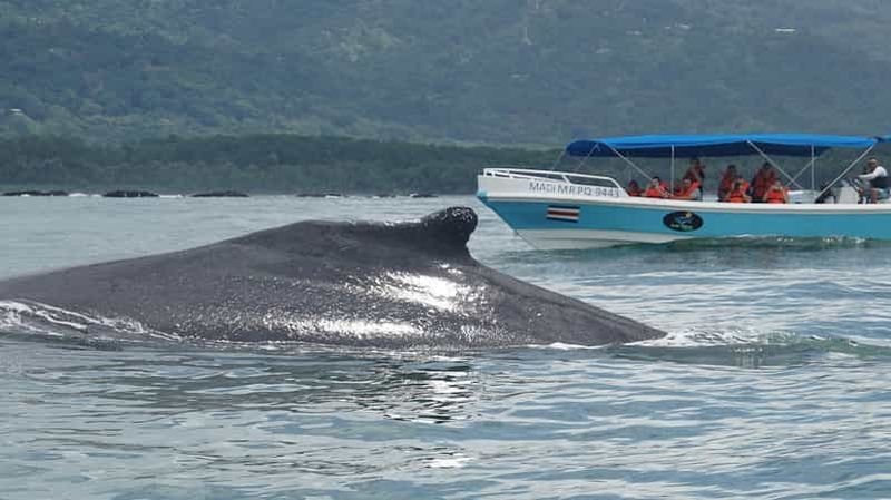 Billet OBSERVATION DES BALEINES ET DES DAUPHINS À UVITA COSTA RICA