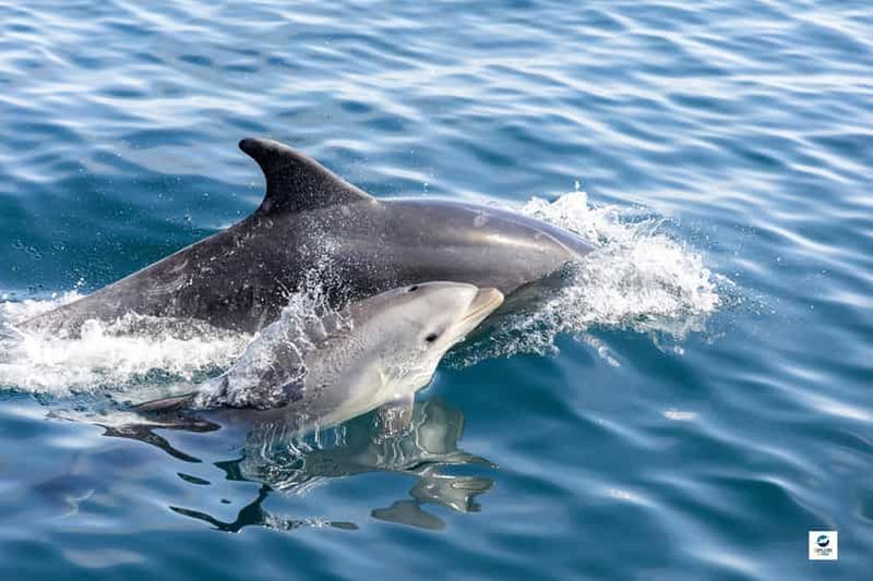 Billet Hendaye: Observation responsable des cétacés en catamaran