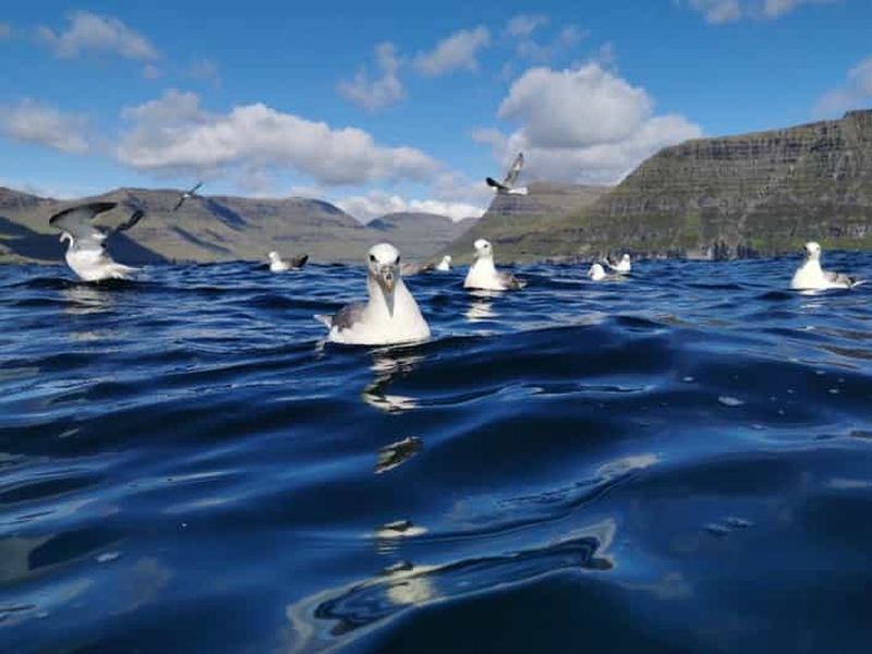Billet Árnafjørður : excursion oiseaux de mer, phoques et grottes marines