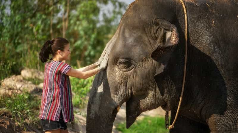 Billet Pattaya : Visite d'une demi-journée du Sanctuaire de la jungle des éléphants avec repas