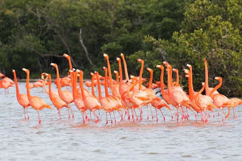 Billet Rio Lagartos et Coloradas : entrée classique au Flamingo Safari