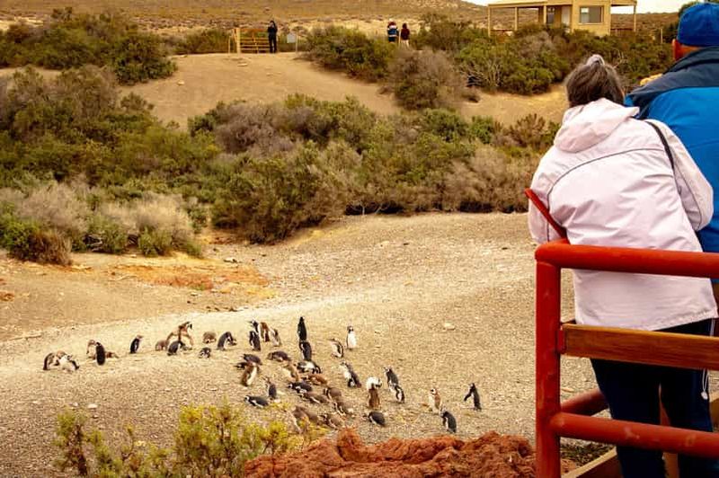 Billet Puerto Madryn : Randonnée parmi les pingouins à Punta Tombo