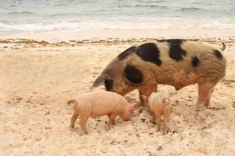 Billet Croisière pour adultes avec plongée et cochons nageurs