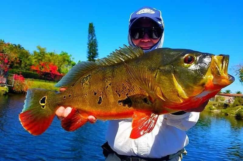 Billet Excursions de pêche au Peacock Bass près de Miami (Floride)