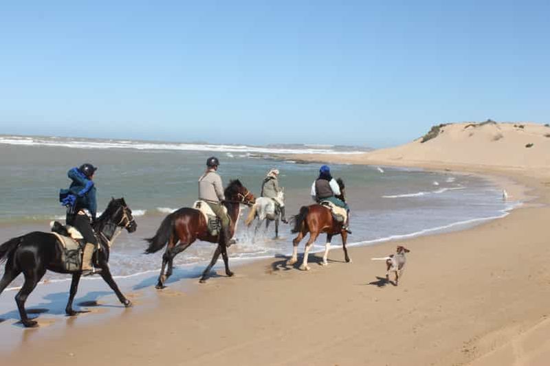Billet Au départ d'Essaouira : 1 heure de randonnée à cheval