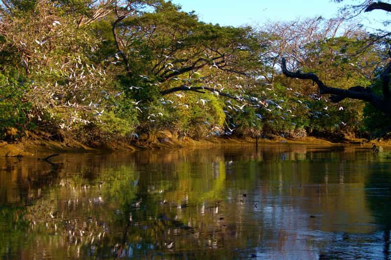 Billet Guanacaste : Tours en bateau à Palo Verde