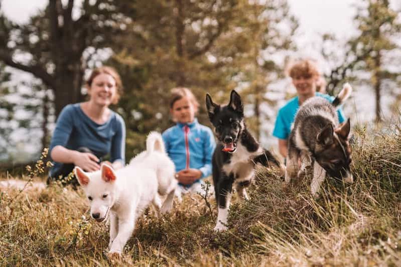 Billet Tromsø : Apprentissage des chiots au chenil des Husky avec déjeuner