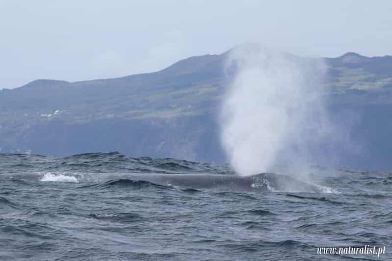 Billet Observation des baleines PICO - Madalena - Rejoignez notre équipe de recherche