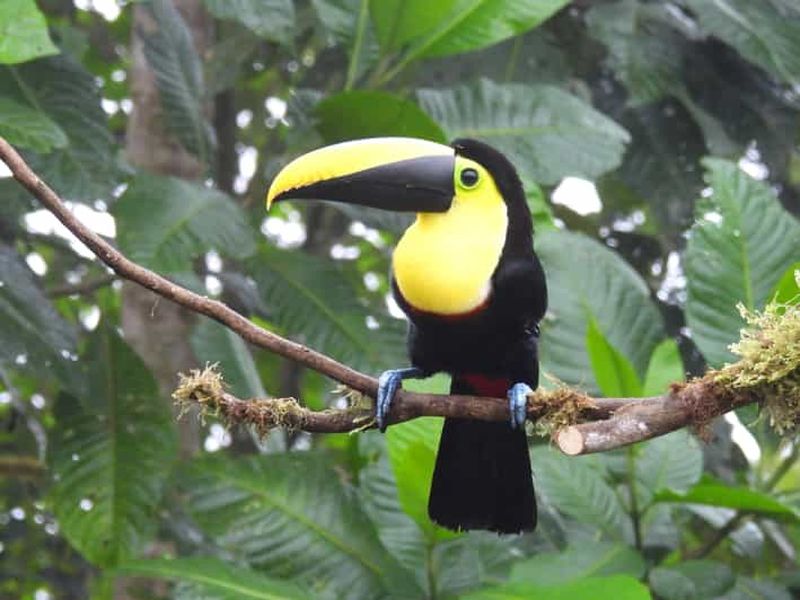 Billet Forêt nuageuse de Mindo PRIVÉE ; oiseaux, chocolat, chutes d'eau