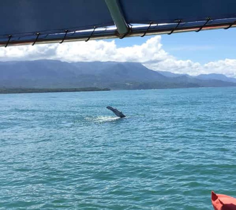Billet Puerto Jiménez : excursion d'observation des baleines et des dauphins
