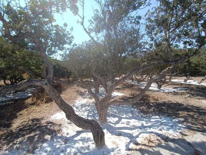 Billet Chios : Excursion à terre à Mastiha