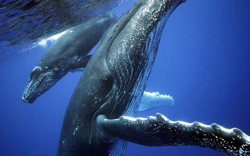 Billet Uvita : Croisière observation des baleines du parc national Marino Ballena
