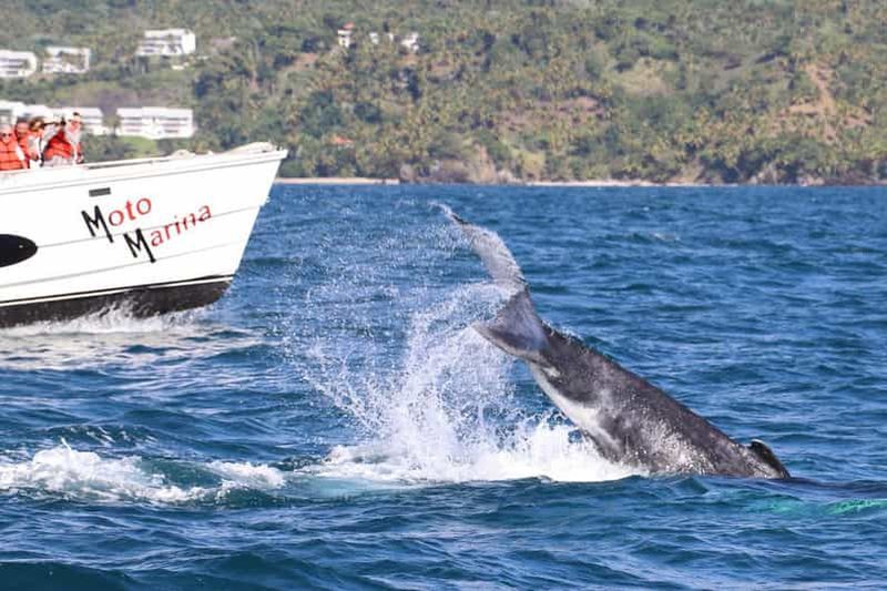 Billet Samana : expérience d'observation des baleines dans la baie de Samana