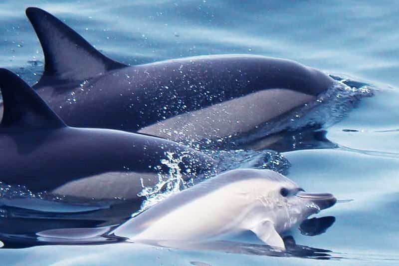 Billet Lagos : Observation des dauphins avec des biologistes marins professionnels