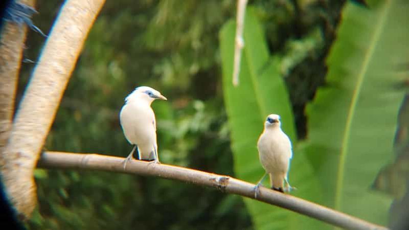 Billet Au départ d'Ubud : visite guidée du village de Tengkudak avec observation des oiseaux