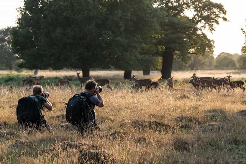 Billet Richmond Park, Londres : Atelier de photographie animalière au coucher du soleil