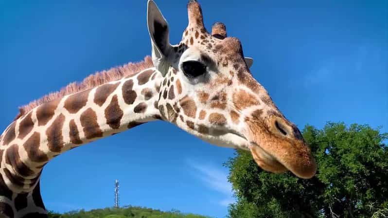 Billet Le meilleur tour au « Bioparque » + Safari + Transfert + Billets