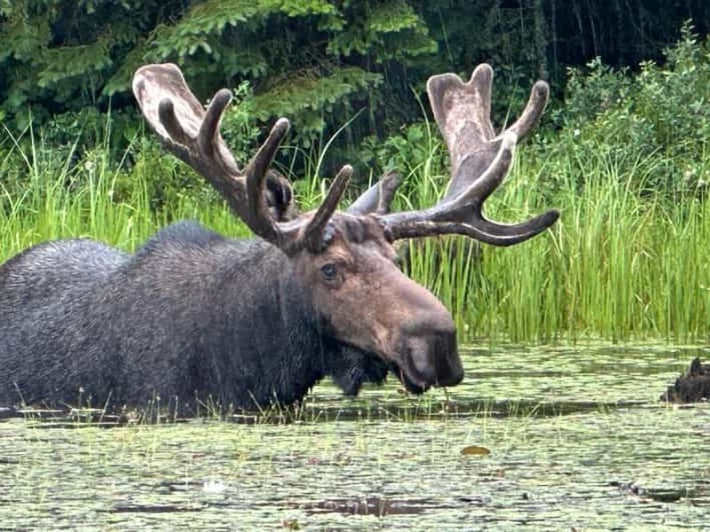 Billet Parc Algonquin : canoë/camping de luxe 4 jours/3 nuits