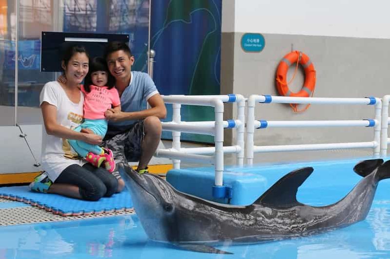 Billet Hong Kong : expérience unique à Ocean Park avec les dauphins