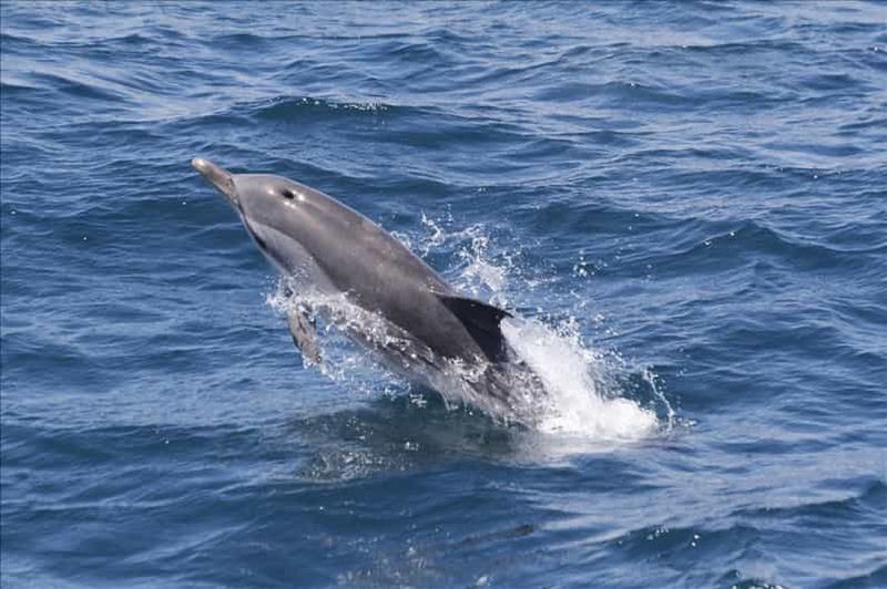Billet Excursion d'une journée à Séville pour observer les dauphins de Gibraltar