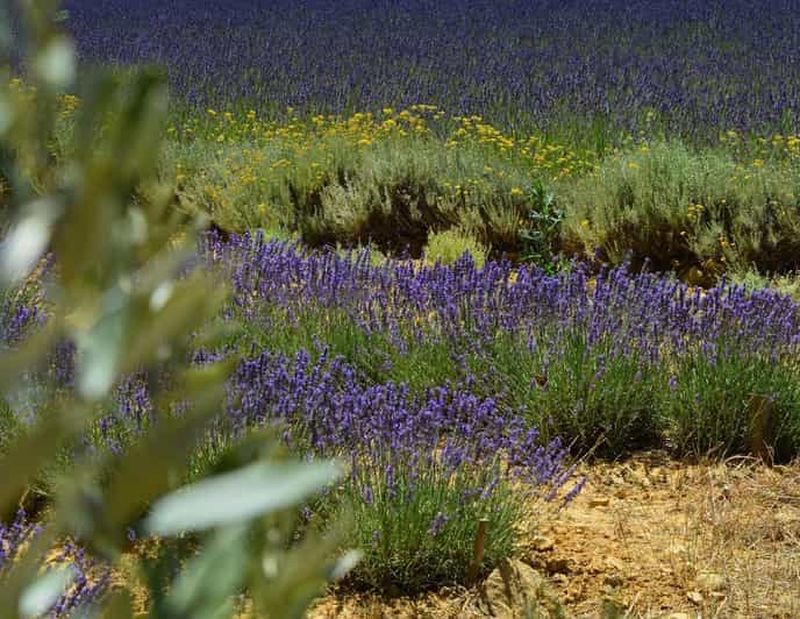 Billet Montpellier:Journée Huile d'Olive, Vin, St Guilhem le Désert