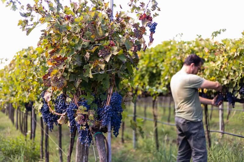 Billet Dégustation de vin lent et de gelato Tartufo