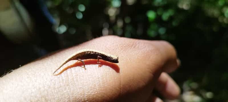 Billet Antsiranana : excursion au parc national de la Montagne d'Ambre
