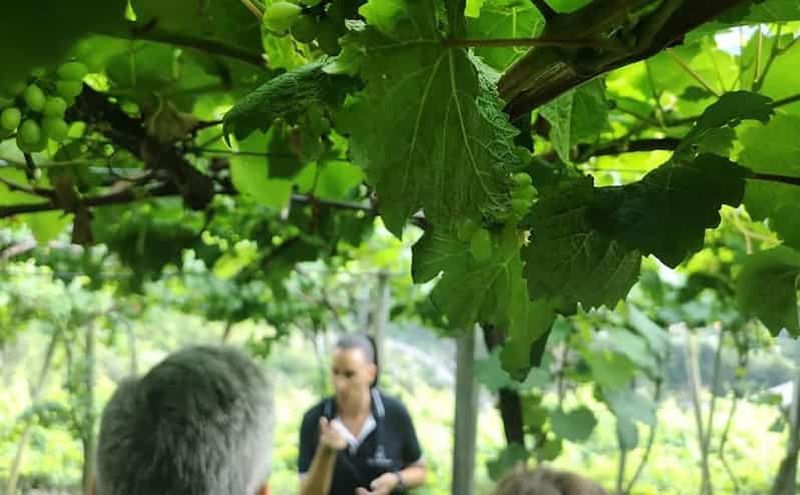 Billet Madère : visite des vignobles avec dégustation de vins et Skywalk