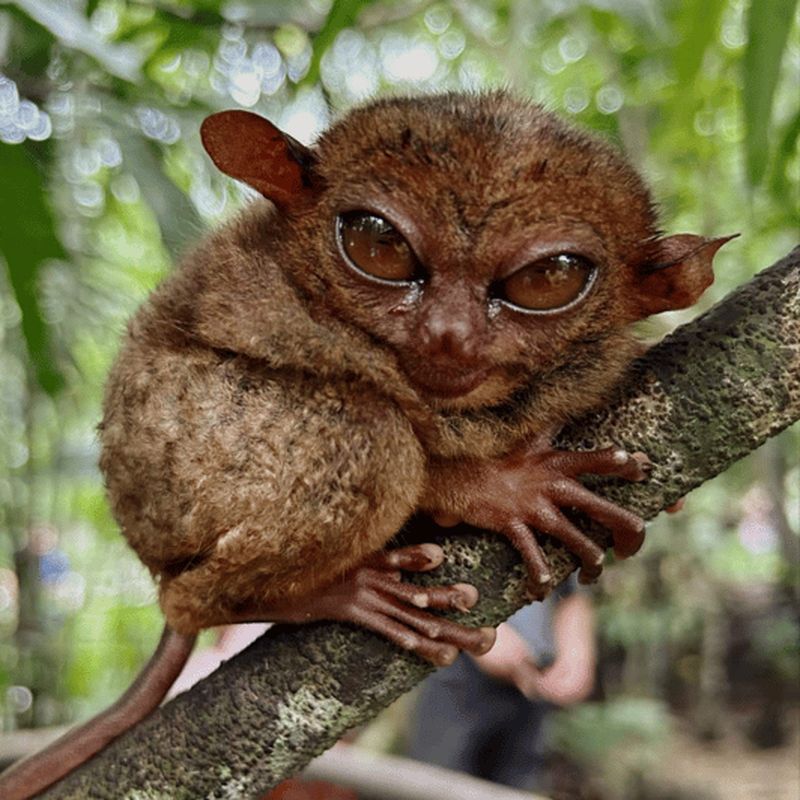Billet Excursion dans les collines de chocolat de Bohol avec déjeuner buffet sur la rivière Loboc