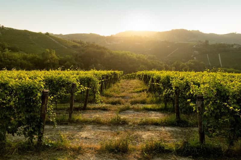 Billet Monforte d'Alba : Dégustation de Barolo, visite de vignobles et de caves