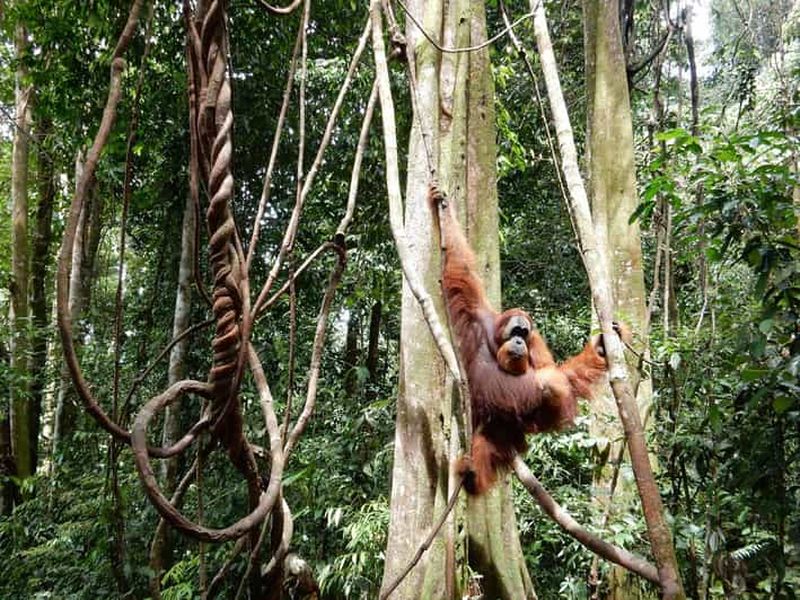 Billet Au départ de Medan : excursion de 4 jours à Bukit Lawang, y compris randonnée dans la jungle
