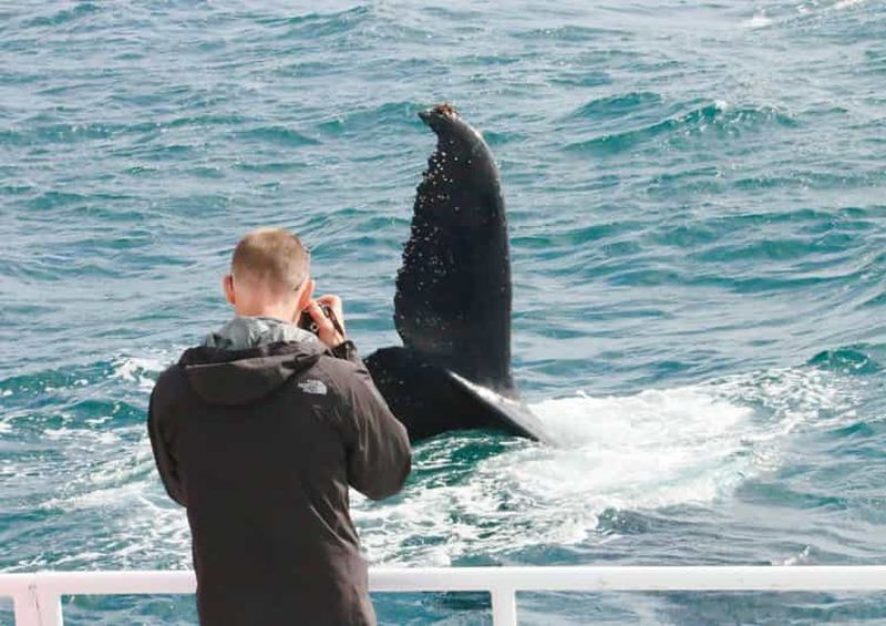 Billet Augusta : excursion d'observation de baleines