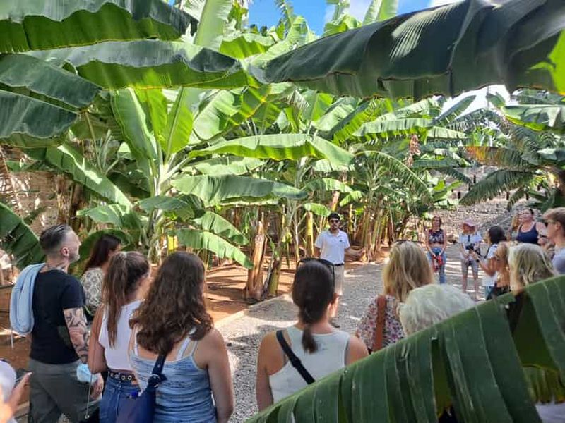 Billet Gran Canaria : visite guidée et dégustation du monde de la banane