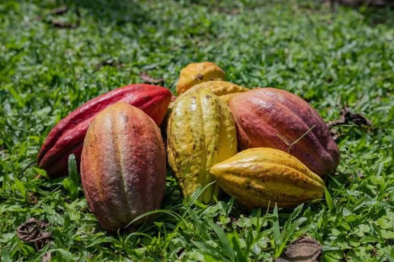 Billet La Fortuna : Visite d'une ferme de café et de chocolat