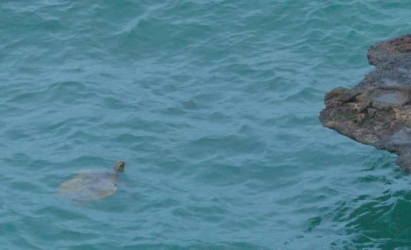 Billet Boa Vista : Requin, tortues, grottes, surf des sables et dégustation.