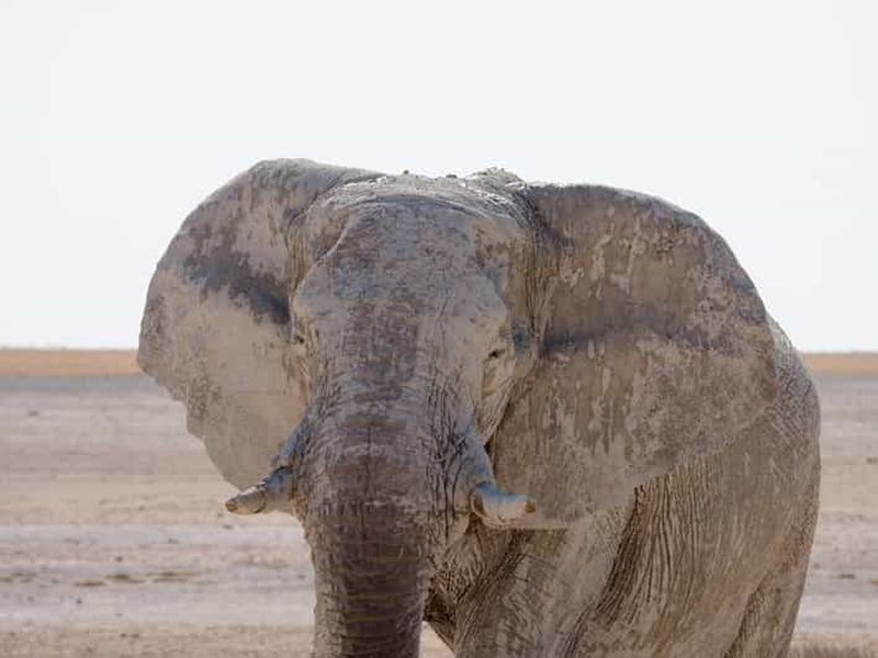 Billet Excursion guidée de 3 jours dans le parc national d'Etosha