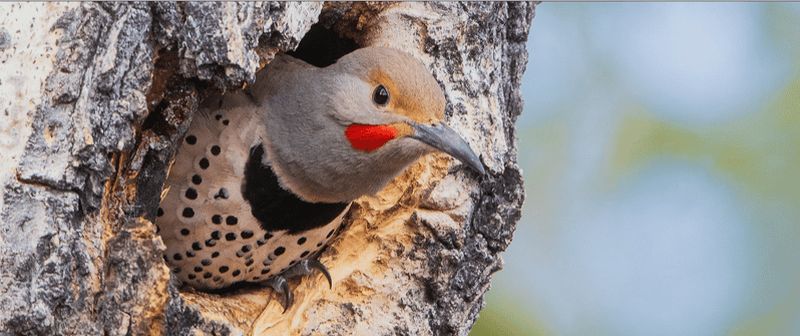 Billet Colombie-Britannique : Observation des oiseaux et photographie
