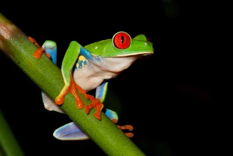 Billet La Fortuna : Safari grenouille en soirée