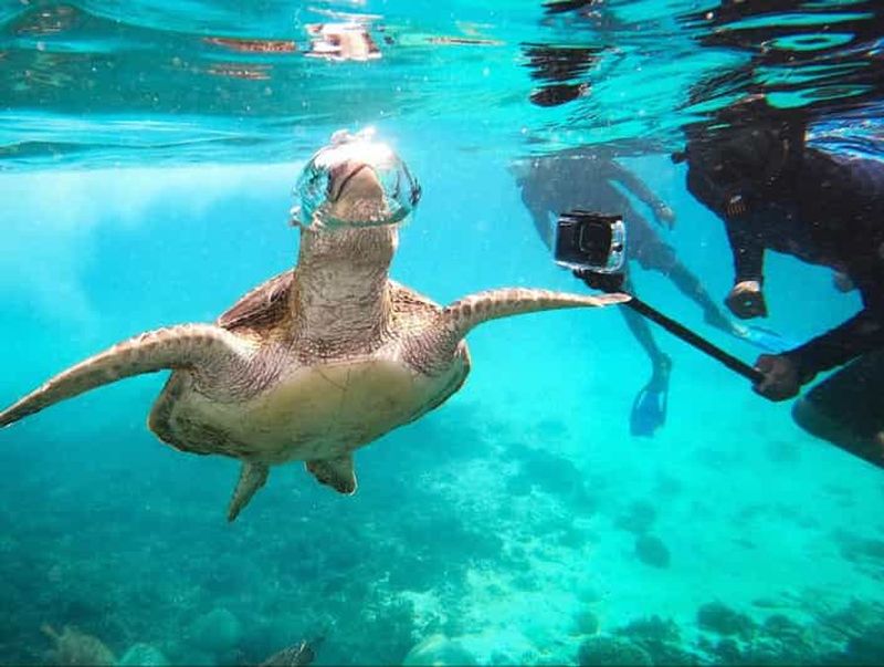 Billet Mascate : excursion de plongée avec tuba aux îles Daymaniat avec brunch