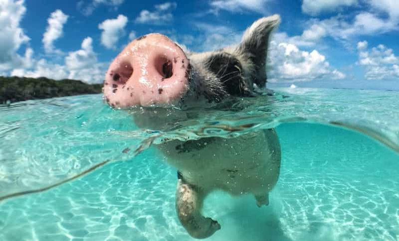 Billet Nassau : excursion snorkeling sur 3 îles avec cochons, boîte de nuit et déjeuner