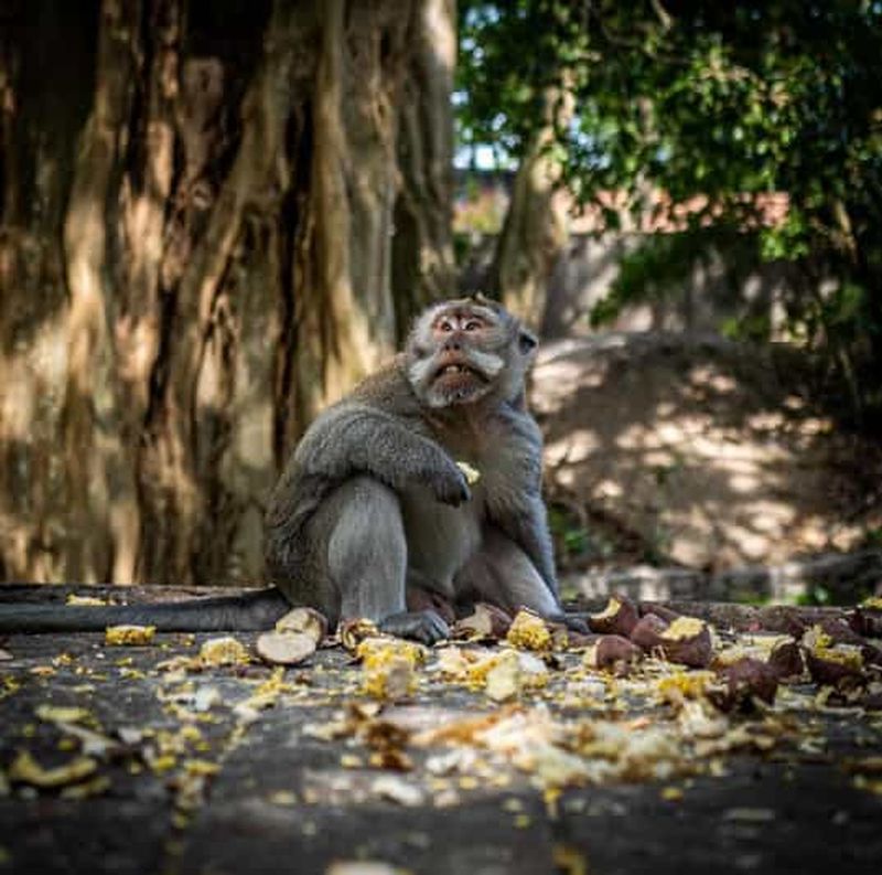 Billet Ubud : rizières en terrasses, forêt des singes et cascade