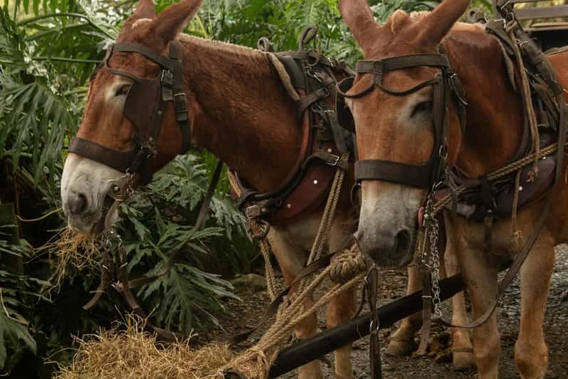 Billet Tulum : balade à cheval, cénote, déjeuner maya et baignade