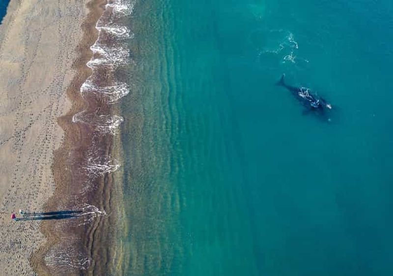 Billet Solo Ballenas - Observation des baleines et visite guidée en groupe
