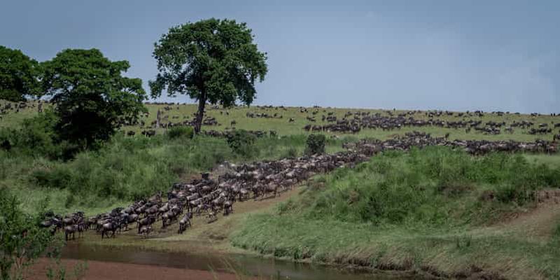 Billet Visite du parc national du Serengeti et du cratère du Ngorongoro depuis Arusha