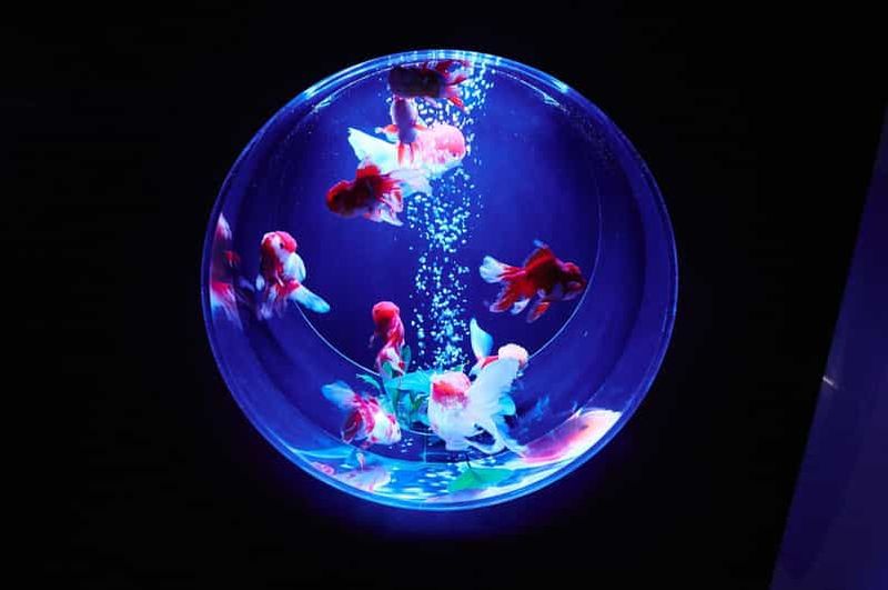 Billet Tokyo : Art Aquarium Museum GINZA Billet d'entrée