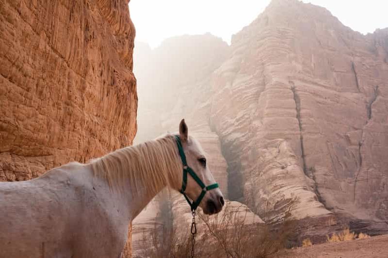 Billet Wadi Rum : visite à cheval dans la Vallée de la Lune