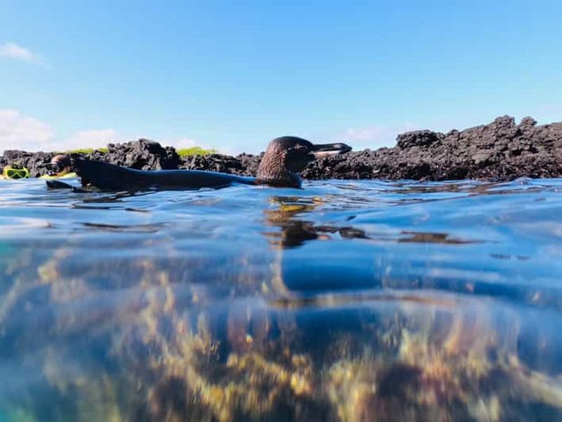 Billet Îlot Tintoreras : pingouins, fous à pieds bleus et tortues de mer