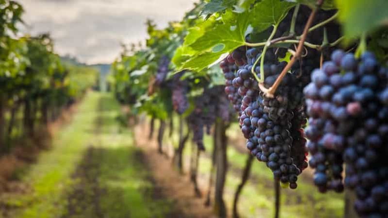 Billet São José dos Pinhais : visite guidée de la route des vins