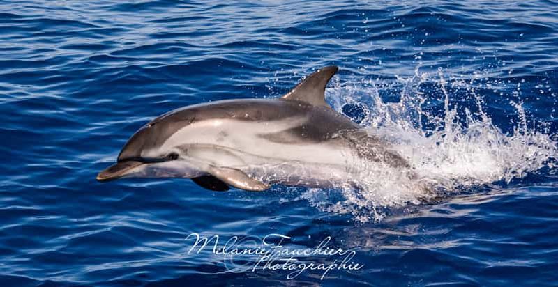 Billet Whale-Watching, Dauphins & Baleines au départ de Bandol